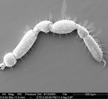 Media type: image;   Invertebrate Zoology 134647